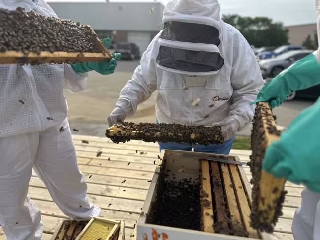 People in white bee suits handle parts of the bee box, covered in bees.