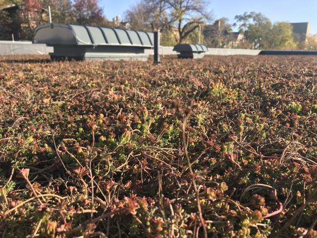 GRCC ATC green roof