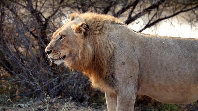 Image of a lion photographed by Mike DeVivo.