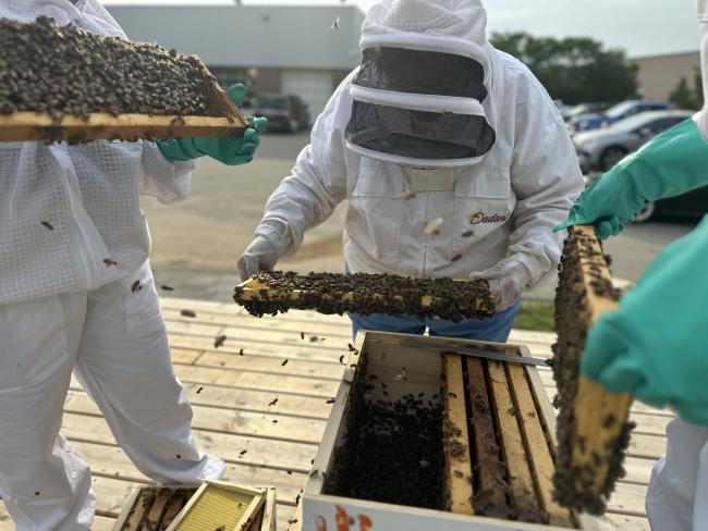People in white bee suits handle parts of the bee box, covered in bees.