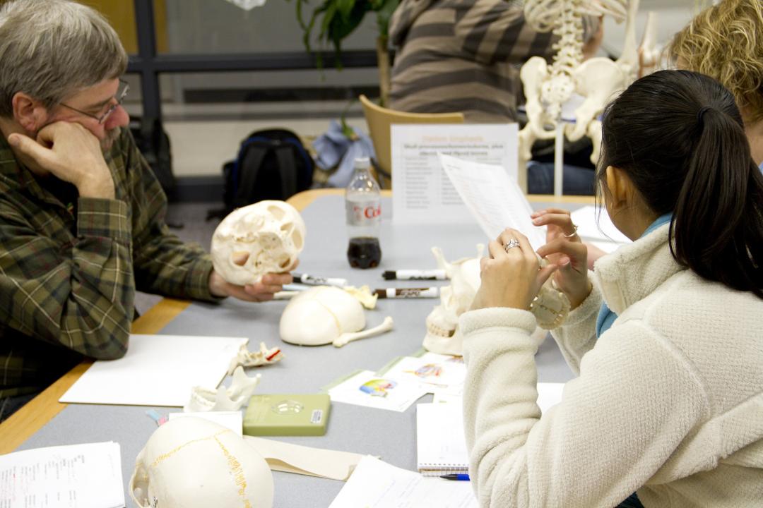 Anatomy students working with bones