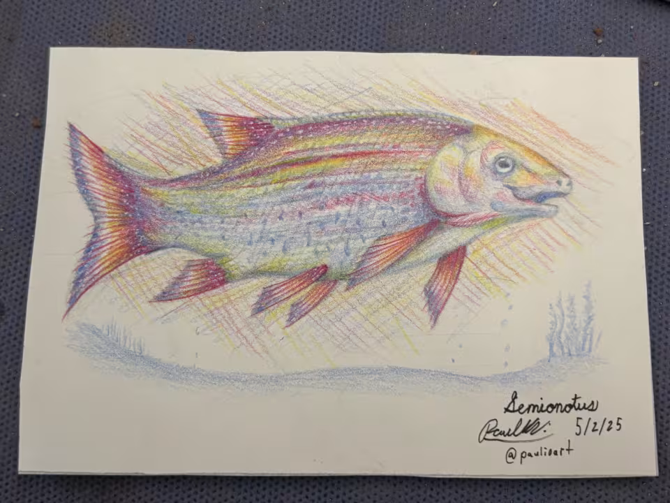 A color drawing of a fish.