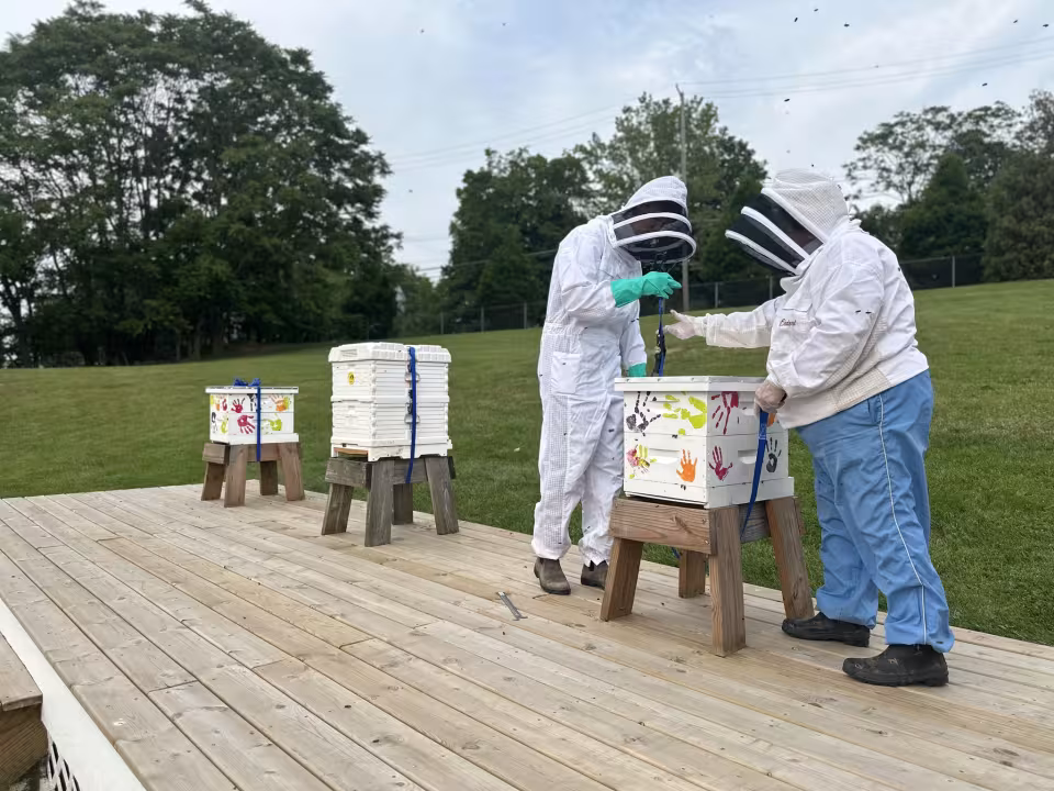 People in bee suits stand on a wooden deck, working with a bee box.