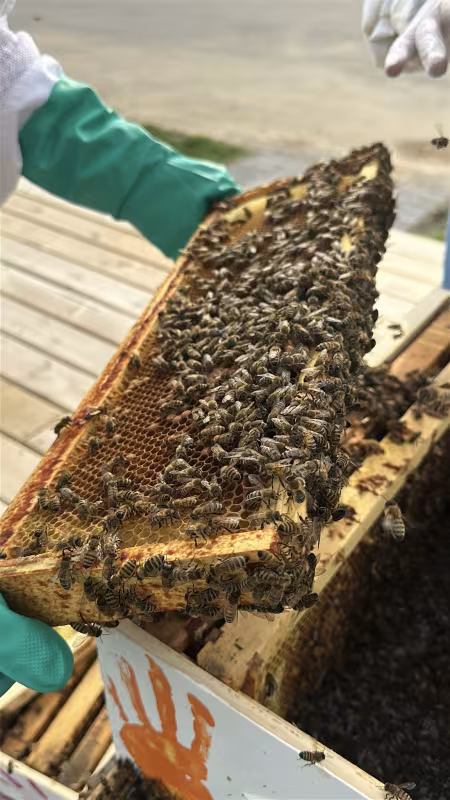 Someone holds a part of a bee box, covered in bees.
