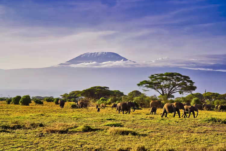 Safari 