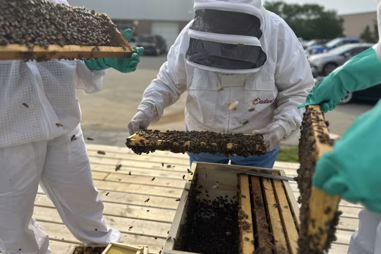 People in white bee suits handle parts of the bee box, covered in bees.