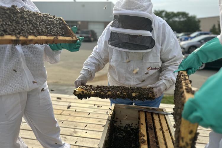 People in white bee suits handle parts of the bee box, covered in bees.