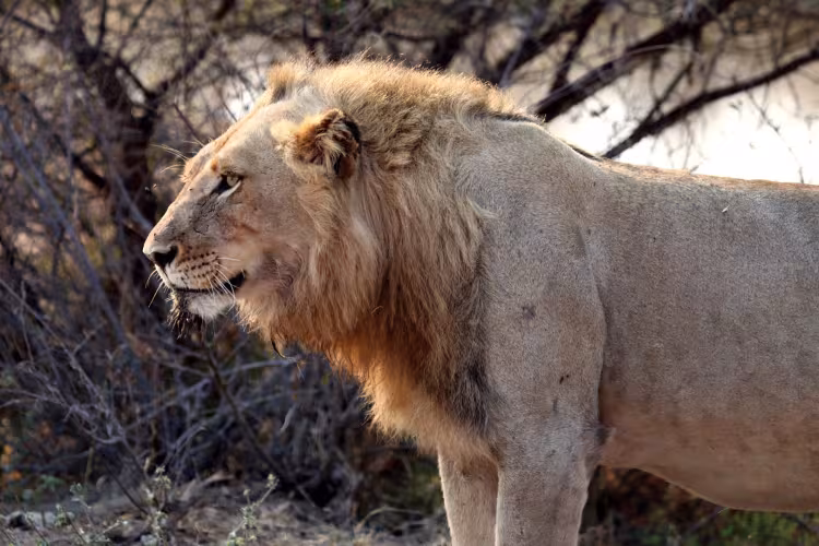 Image of a lion photographed by Mike DeVivo.