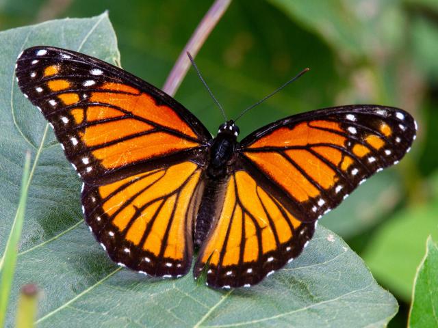 Butterfly